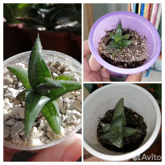 Суккуленты