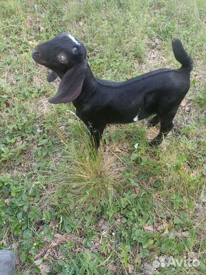 Англо нубийские козы дойные