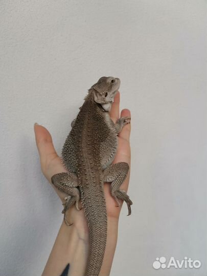 Бородатая агама