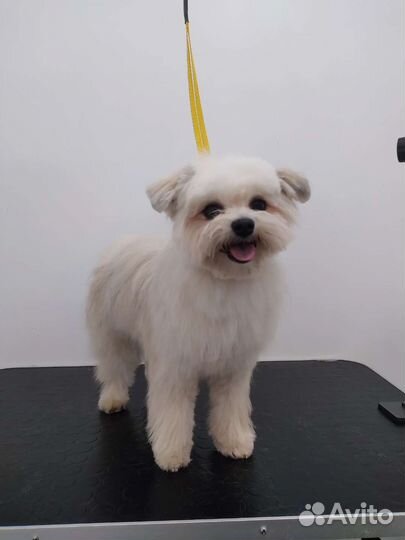 Груминг собак и кошек, чистка зубов