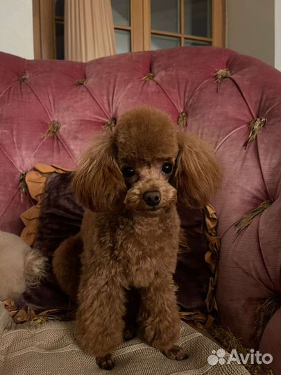 Той-пудель девочка РКФ