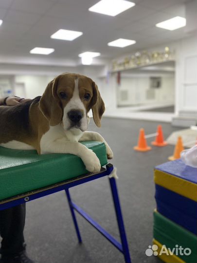 Вязка бигль кобель