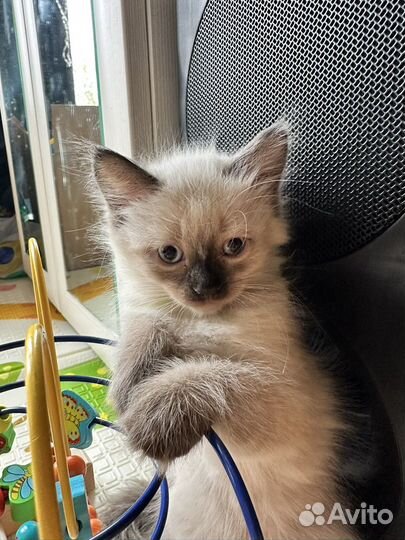 Невская маскарадная кошечка