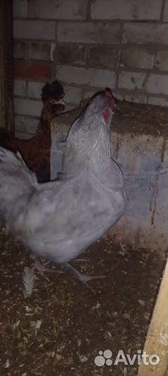 Куры петухи домашние