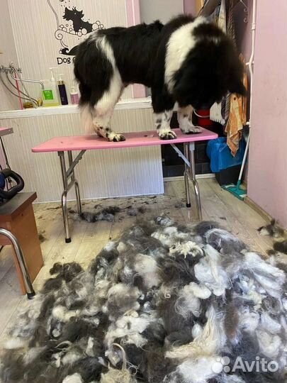 Груминг-экспресс линька