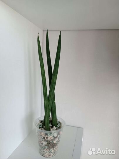 Сансевиерия цилиндрика