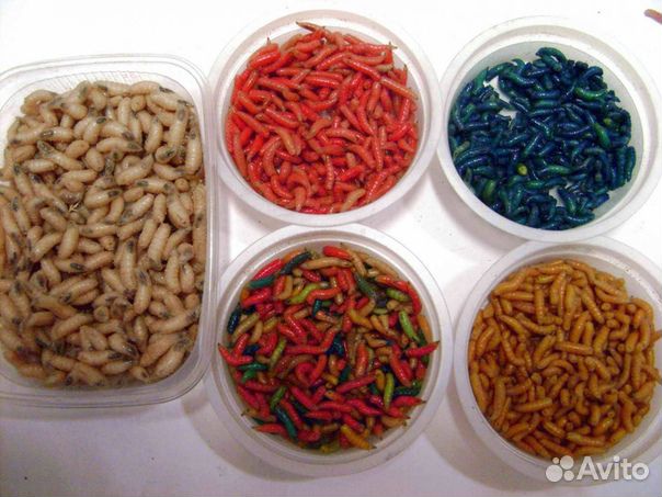 Опарыш белый, красный