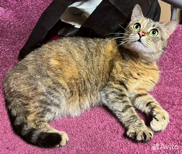 Предатель хозяин