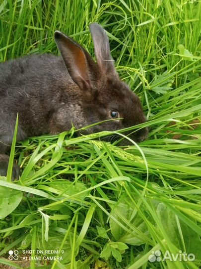 Продаём крольчат