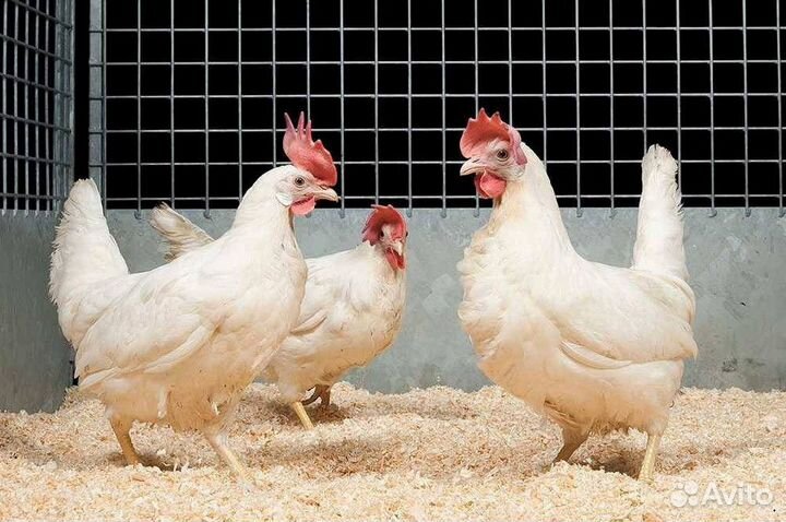 Куры несушки Кубанские красные