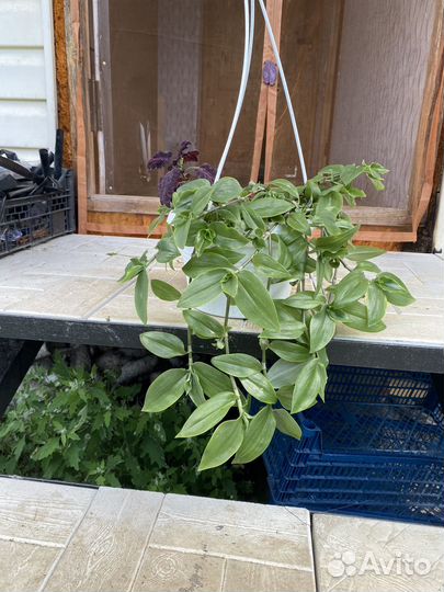 Комнатные растения / цветы