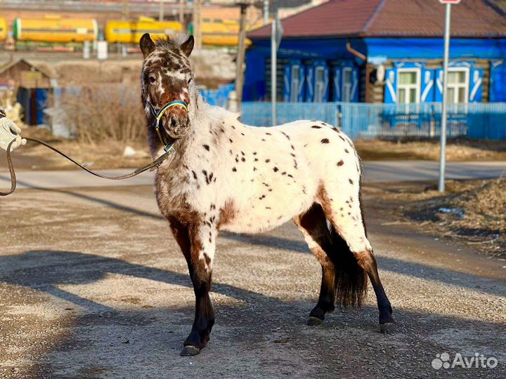 Аппалуза пони. Пони далматинец