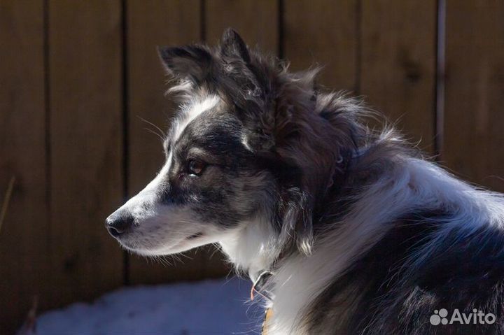 Ластик пес-компаньон ищет семью