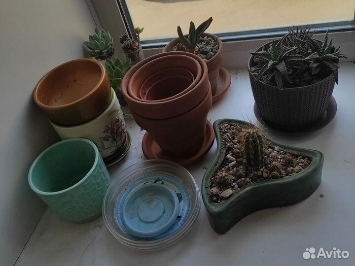 Кактусы и суккуленты + горшки для цветов
