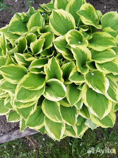 Саженцы хосты