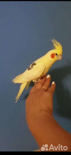 Попугай карелла самец