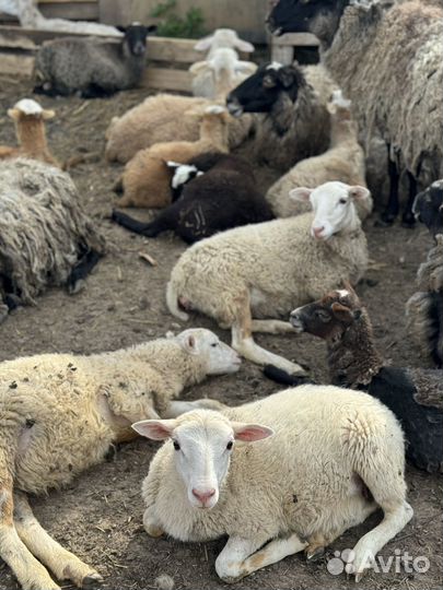 Овцы бараны катумские
