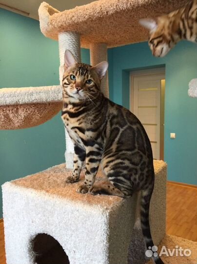 Брутальный бенгальский кот Король Майкл Джексон