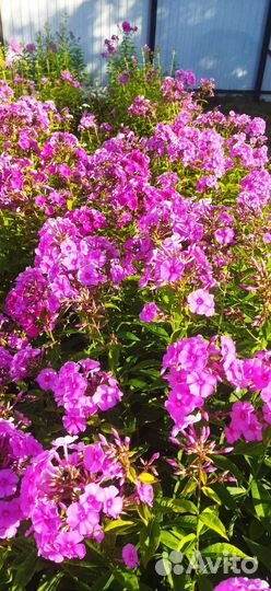 Флоксы многолетние