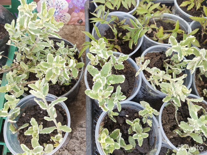 Тибетская малина (розоволистная), Мята вариегатная