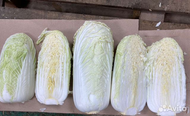 Пекинская капуста