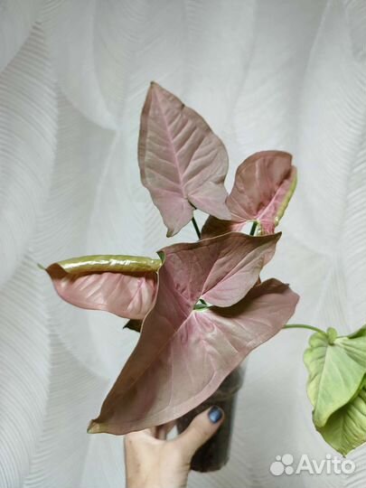 Сингониумы сортовые