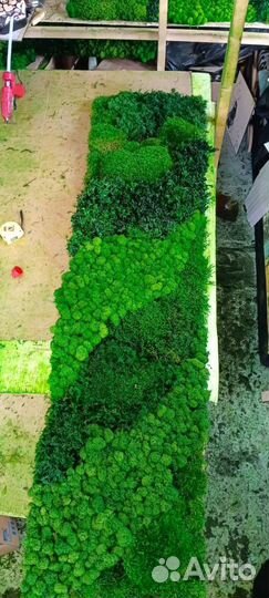 Мох стабилизированный оптом и в розницу