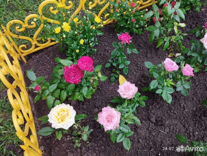 Роза Кордана
