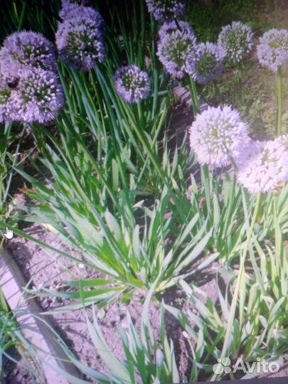 Лук-слизун, лук шнитт, ревень, черемша