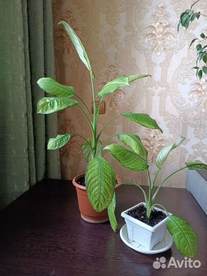 Комнатные цветы