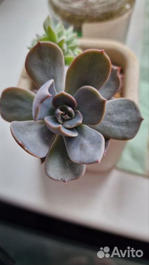 Эхиверия Марроу