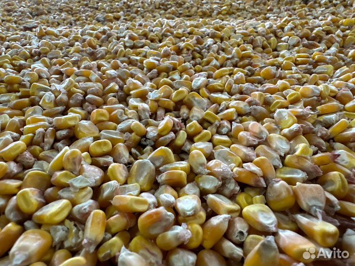 Кукуруза зерно