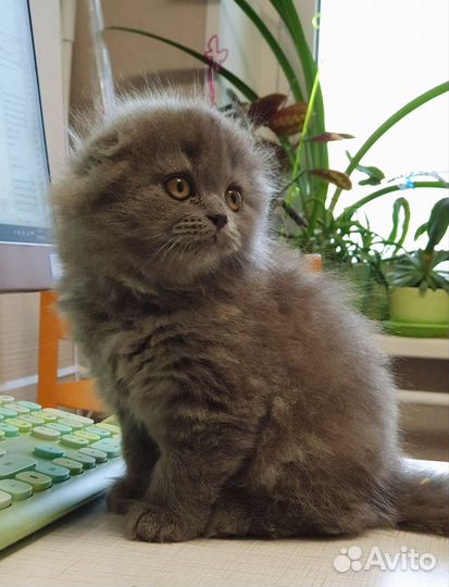 Шотландские котята классического голубого окраса