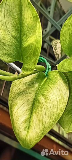 Сциндапсус Треби Мунлайт минт вар