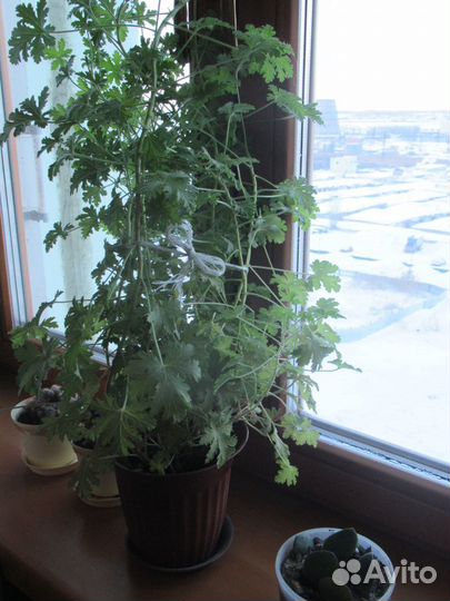 Цветы для дома