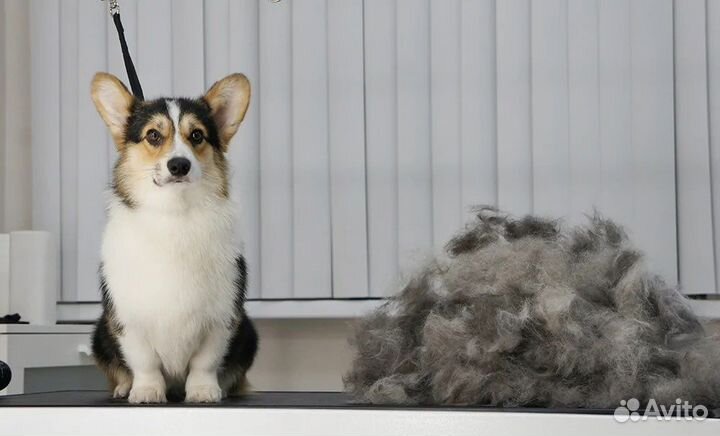 Экспресс линька собак и кошек