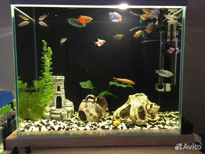 Аквариум на 100 литров