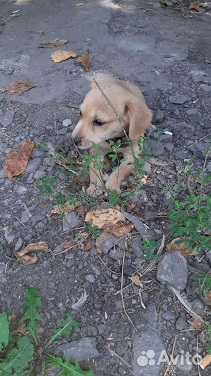 Щенок полупородистый бесплатно