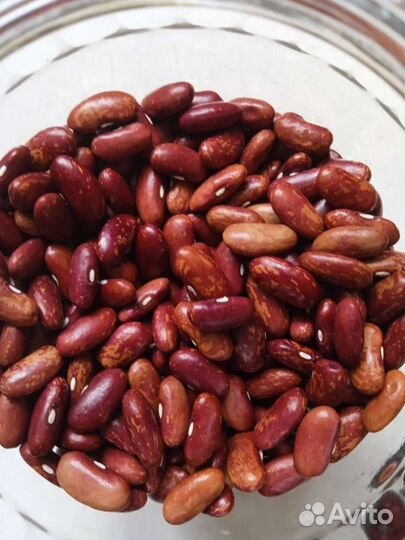 Семена фасоли