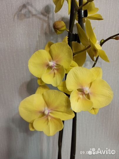 Орхидея фаленопсис Манго, 2 ствола