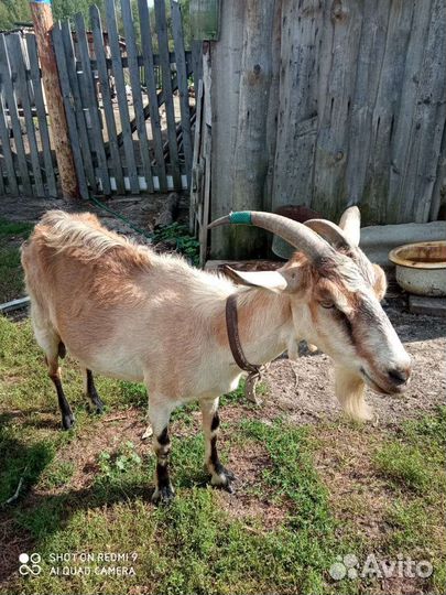 Коза дойная