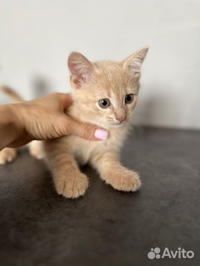 Котенок