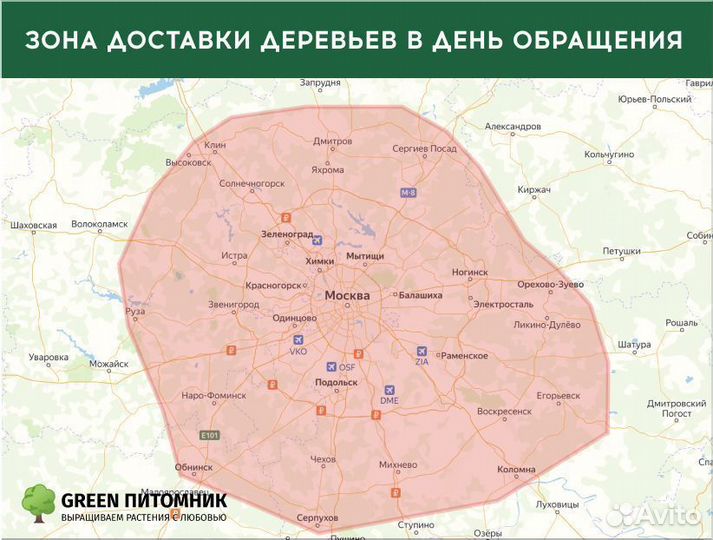 Туя Западная Смарагд