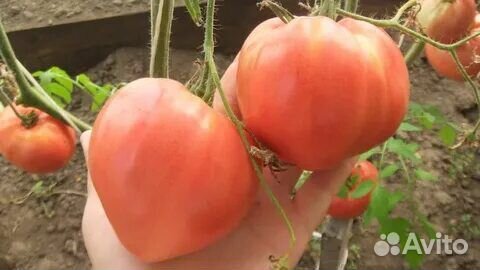 Семена коллекционных томатов минусинские