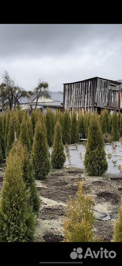 Туя смарагд