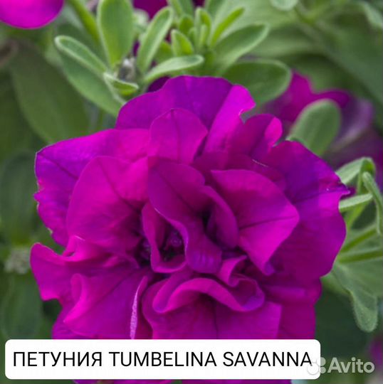 Петуния tumbelina sophia/priscilla/diana