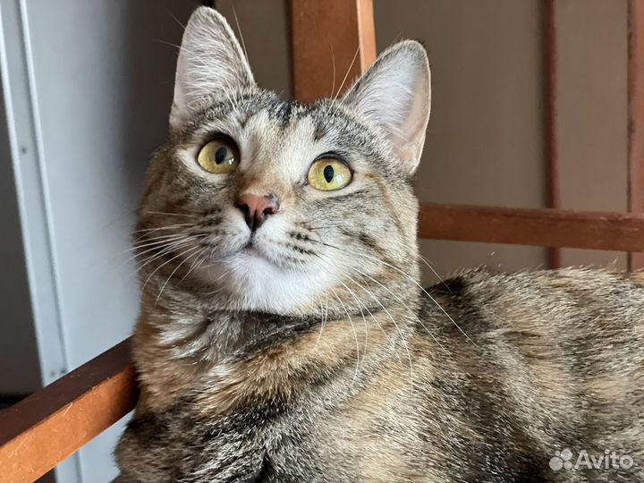 Кошки в добрые руки бесплатно