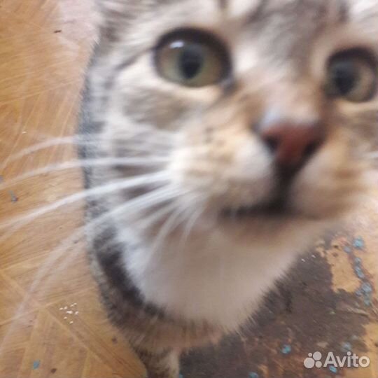 Европейская