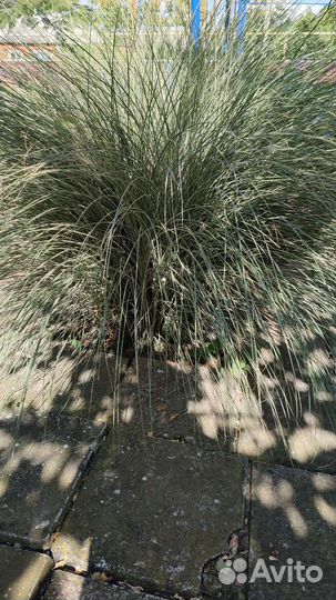 Многолетние растения