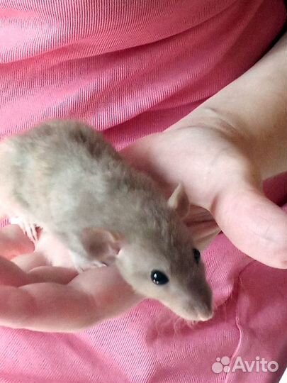 Крысята дамбо, доставка бесплатно